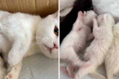 Hilarious Video Goes Viral: Kittens Show Off Their Fighting Skills While Sliding!