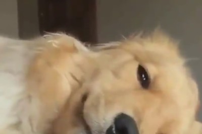 Sleepy Pup's Hilariously Determined Battle for Bedtime Bliss!