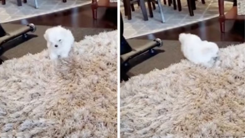 This Puppy's Reaction to a Shaggy Rug Will Melt Your Heart - Pure Joy!
