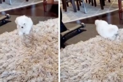 This Puppy's Reaction to a Shaggy Rug Will Melt Your Heart - Pure Joy!