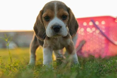 Unleashing the Top 10 Garden-Destroying Dog Breeds: Is Your Pup on the List?