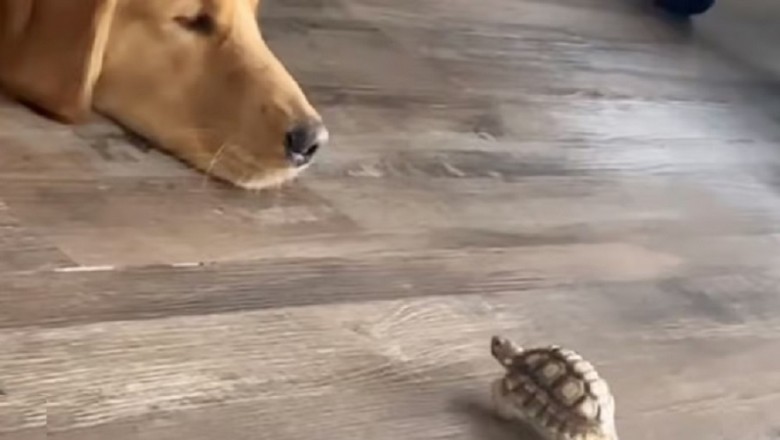 Unlikely Friendship: Turtle Gives Doggie a Kiss... or Headbutt?! Viral Video Captivates Millions!
