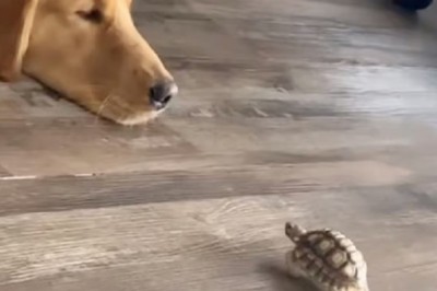 Unlikely Friendship: Turtle Gives Doggie a Kiss... or Headbutt?! Viral Video Captivates Millions!