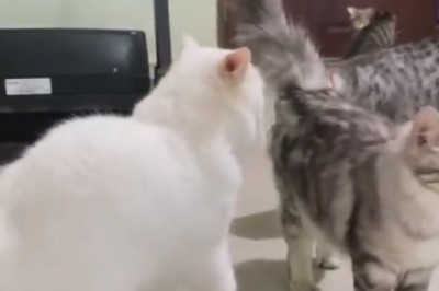 Epic Showdown Ends in the Most Unexpected Way - Hilarious Stop to Cat Fight!