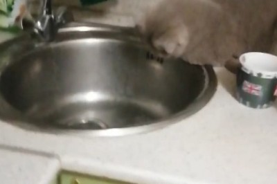Hilarious Cat Hilarity Ensues While Drinking Water: Prepare for Laughter Galore!