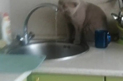 Hilarious Cat's Water Drinking Technique Will Leave You in Stitches: H2O Master in Action!