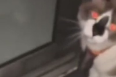 Hilarious Cat vs. Closed Window: When Feline Determination Meets Window Woes!