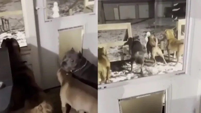 Hilarious Dogs Meet 'Ice Monster': Their Reactions Will Leave You in Stitches!