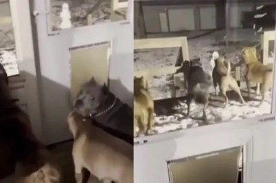 Hilarious Dogs Meet 'Ice Monster': Their Reactions Will Leave You in Stitches!