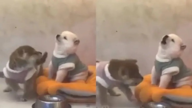 Hilarious Puppy Showdown: The Funniest Debate That'll Leave You in Stitches!