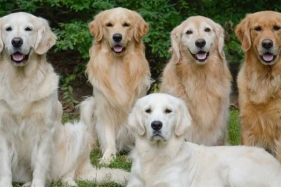 Introducing the Golden Retriever: A Loveable Dog with a Surprising Hidden Flaw