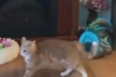 Pawsome Skateboarding Cat Shreds His Room: Feline Tony Hawk in the Making!