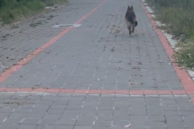 Side-Splitting Shenanigans: German Shepherd Dogs Get Up to Hilarious Hijinks!