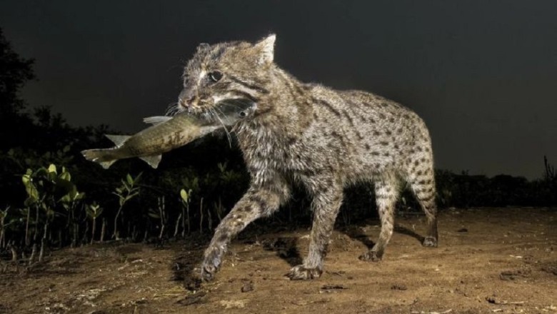 The Fearless Warrior: Meet the Fishing Cat, the Ultimate Predatory Mastermind