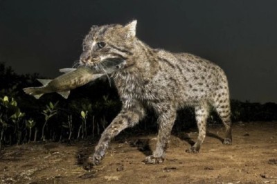 The Fearless Warrior: Meet the Fishing Cat, the Ultimate Predatory Mastermind