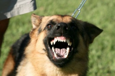 The Most Aggressive Dog Breeds and the Importance of Responsible Ownership