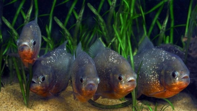 The Truth About Piranhas: Debunking the Deadly Myth