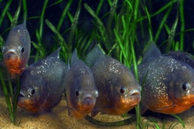 The Truth About Piranhas: Debunking the Deadly Myth