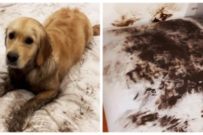 The Mischievous Pup Who Stole the Internet's Heart: Remy's Hilarious Home Makeover Adventure