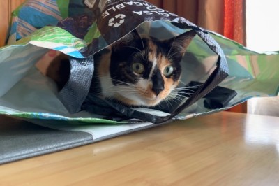Cat Escapes In Hilarious Bag Breakout - You Won't Believe What Happens Next!