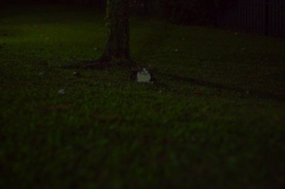 Cat's Mysterious Midnight Adventure: Hilarious Video Uncovers What Happens When a Feline Meets a Tree in the Dark!