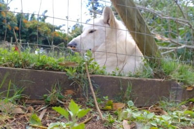 Hilarious Hound Takes 'Paws' to Enjoy Life: Watch This Dog's Quirky Adventures Sitting Outside a House!