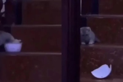 Hilarious Kitten's Epic Late-Night Snack Fail Will Leave You in Stitches!