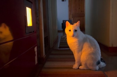 Hilarious Video Reveals the Unexpected Antics of a Cat in a House with an Unbelievably Whimsical Atmosphere!
