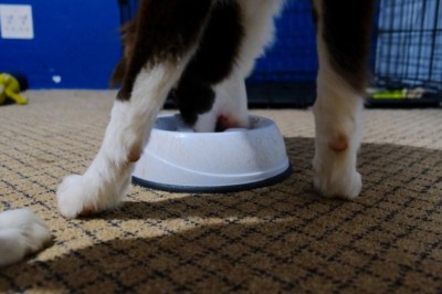 Hungry Hilarity: Watch This Pup's Epic Food Frenzy That Will Leave You in Stitches!