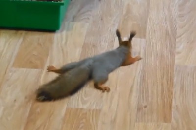 Nutty Nonsense: Hilarious Squirrel Adventures Unleashed!