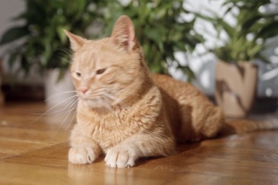 Purr-fectly Adorable: Prepare for Cuteness Overload with this Loveable Cat's Hilarious Antics!