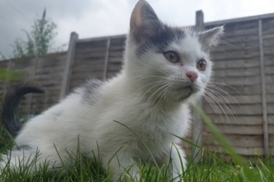 Purrfectly Hilarious! Watch This Adorable Small Cat Bring Big Laughs in the Most Unexpected Ways!