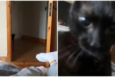 Shocking! Cat Launches Sneak Attack on Owner During Innocent Conversation - Caught on Camera!