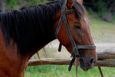 The Fascinating Phenomenon of Animals Sleeping Standing Up