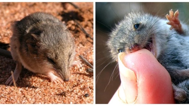 The Ningo: A Cute Predator Roaming the Australian Wilderness