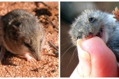 The Ningo: A Cute Predator Roaming the Australian Wilderness