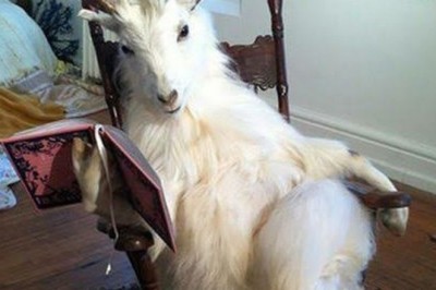 Are Goats Secretly Smarter Than Dogs? The Astonishing Truth Revealed!