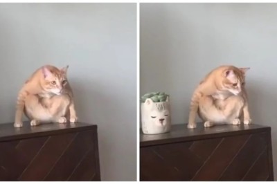 Incredible Cat Contemplates Life's Mysteries on Nightstand - Touches Hearts Worldwide!