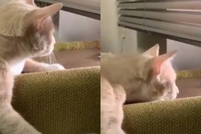 Show-stopping Feline Mastermind Wows the Internet with Ultimate Multitasking Skills!