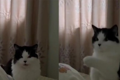 Talkative Cat Wakes Up Owner with Unbelievable Phrase!