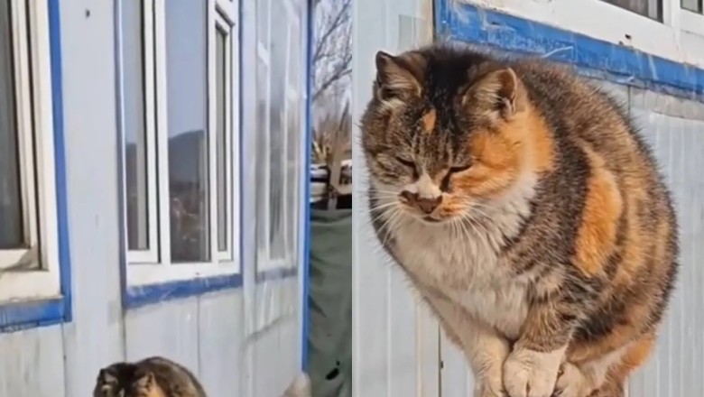 Unbelievable Cat Masters the Art of Balance in the Most Unlikely Location!