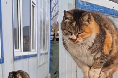 Unbelievable Cat Masters the Art of Balance in the Most Unlikely Location!