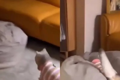 Adorable Video Reveals Cat's Favorite Place in the House - You'll Never Guess Where!
