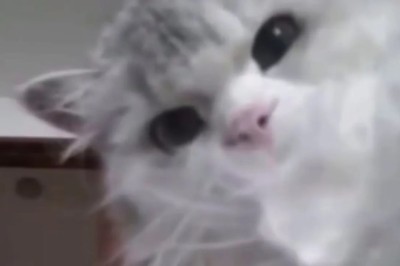 Cat Discovers Hidden Camera in Apartment and Becomes Internet Sensation