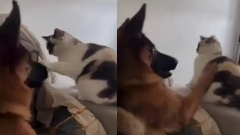 Dog Takes Matters into His Own Paws, Knocks Out Impudent Cat!