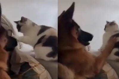Dog Takes Matters into His Own Paws, Knocks Out Impudent Cat!