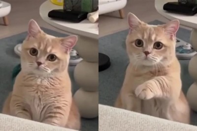 Heartwarming Cat's Paw-some Attempts to Get Attention Melt the Internet