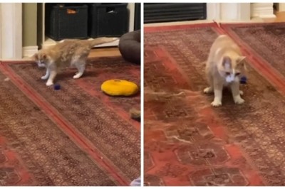 Heartwarming Video of Fluffy Old Man's Playtime with his Favorite Toy Goes Viral!