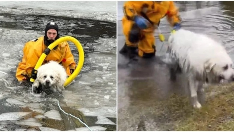 Miraculous Rescue: Dog Trapped in Icy Pond Saved by Firefighters!