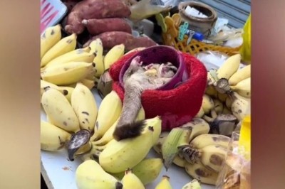 The Adorable Thai Fruit Seller's Assistant: An Endless Summer Adventure!